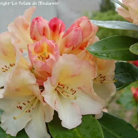 Vendégház Le Relais De L'endormie 3*